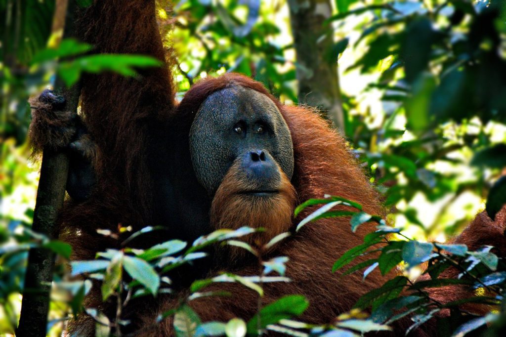 Bornean-orangutan