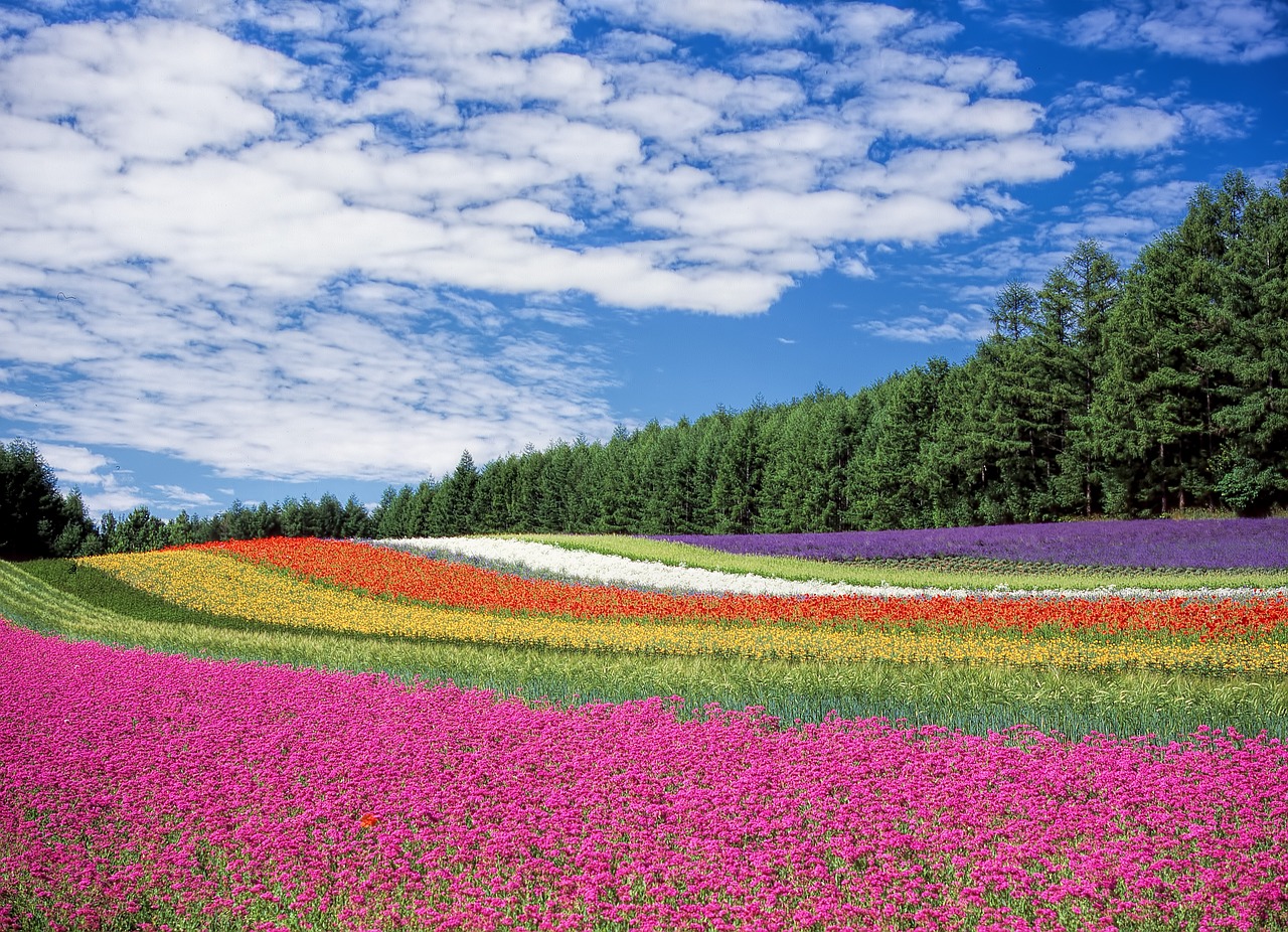 japan travel,Furano Flower Fields