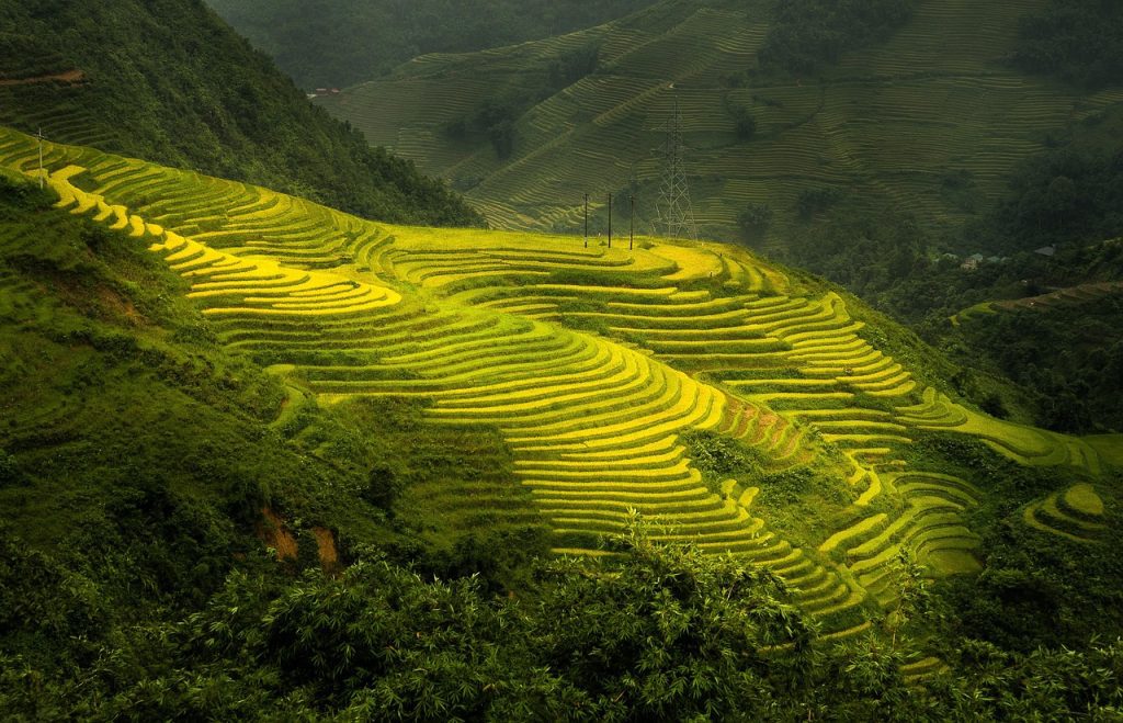 Rice Terraces of Muong Hoa Valley